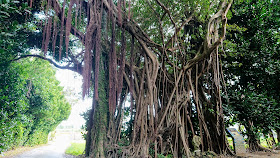 沖縄 備瀬のフクギ並木