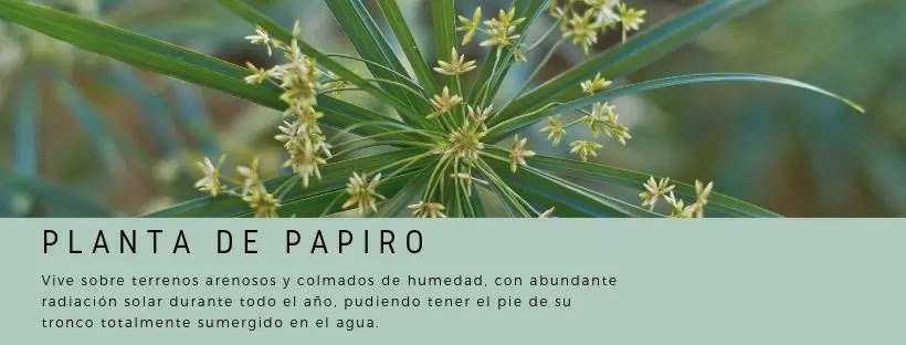 Súper plantas increíbles que purifican el agua!