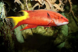 Cuban Hogfish (Bodianus pulchellus)