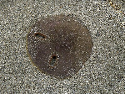 Keyhole Sand Dollar