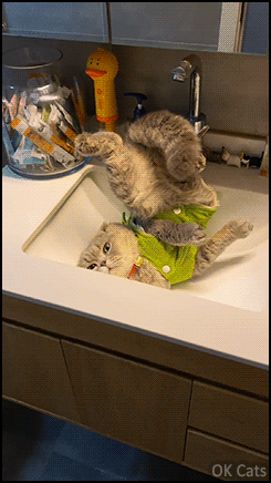 Funny Cat GIF • Crazy boneless cat doing his Yoga in the... SINK! [ok-cats.com]