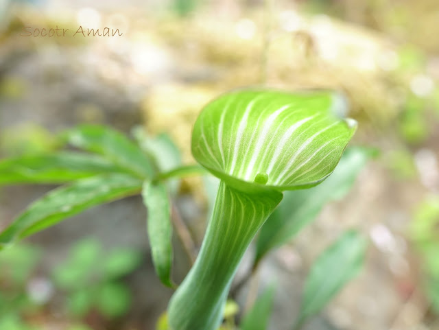 Arisaema pseudoangustatum