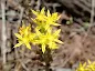 Sedum stenopetalum - Wormleaf stonecrop - Golden constellation care and culture