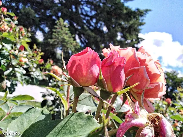 Clump of baby bright pink roses with morning sunlight behind them