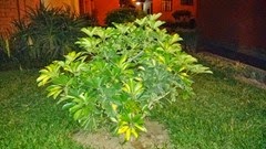IMG_20141017_185131030