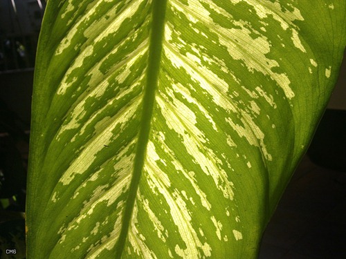29072010042_2