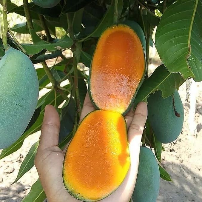 bibit tanaman buah mangga harum manis cepat tumbuh kupang Semarang