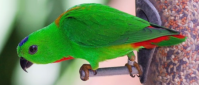 Ciri Ciri Burung Serindit Jantan Dan Betina