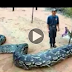 Man Eaten by Giant Snake