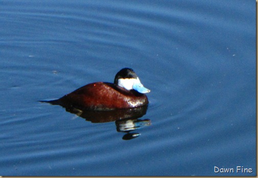 Sweetwater wetlands_076