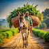 Changing Attitudes: Recognizing the True Worth of Donkeys