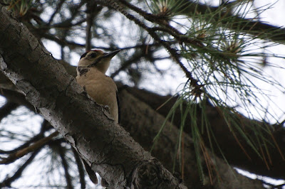 Grutte Eksterspjocht - Grote Bonte Specht - Dendrocopos major