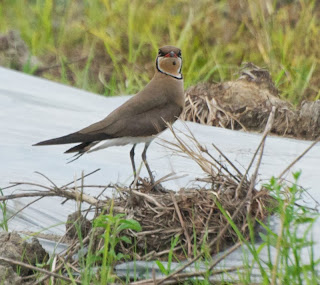 Oriental Pratincole (Glareola maldivarum)