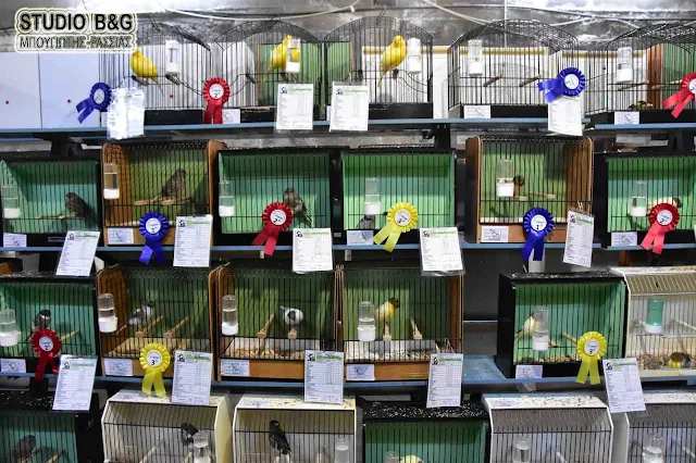 Βραβεύθηκαν τα καλύτερα πτηνά συντροφιάς στην 5η Έκθεση της ΠΕΣΥΠ στο Άργος (βίντεο)