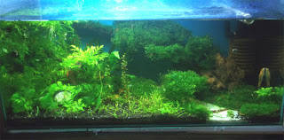 tanaman aquascape tanpa co2