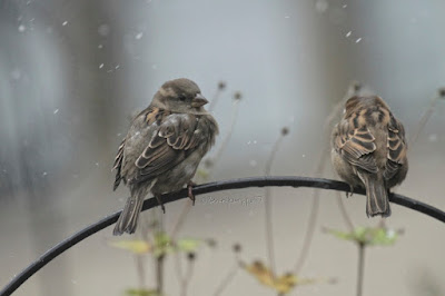 This photo features two young female house sparrows perched on a bracket that supports a feeder in my garden. Wet snow is falling lightly.  A web-page (@ https://www.thespruce.com/house-sparrow-387273) for this bird type describes this bird type by saying, “Male and female house sparrows look distinctly different. Males have a black chin and bib, white cheeks, and a rust-colored cap and nape of neck. The black on the chin and breast can vary widely, with older, more dominant males showing more extensive black. The underparts are pale grayish, and the back and wings show brown and black streaking. The rump is gray. Males also have a single white wing bar. Females are plainer, with a broad buff eyebrow and brown and buff streaks on the wings and back. On both genders, the legs and feet are pale and the eyes are dark. Overall, both males and females have a stocky appearance. Juveniles resemble adult females but with less distinctive markings and a less defined eyebrow.”  House sparrows are featured in my book series, “Words In Our Beak.” Info re my books is in another post on my blog @  https://www.thelastleafgardener.com/2018/10/one-sheet-book-series-info.html