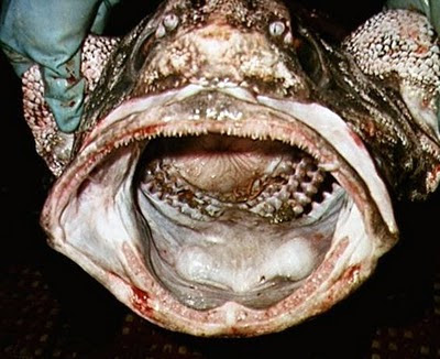 Most Disgusting Fishes pictures