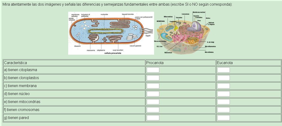 diferencia entre celula animal y celula. DIFERENCIAS ENTRE CELULA