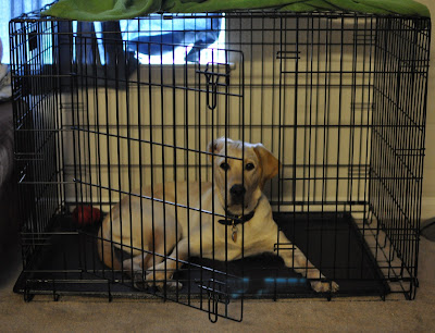 Bob with his head up in new crate, one ear is flopped over his head and he has that obvious i just woke up face