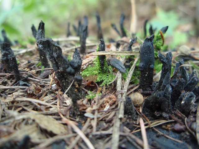 Xylaria hypoxylon