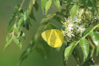 Common Grass Yellow