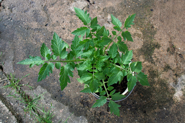 The Victory Garden - Alacante Tomato Plant growing in a Paint pot