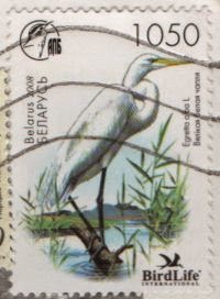Belarussian stamp with great egret