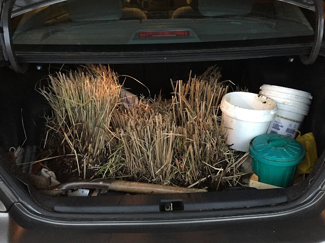 ornamental grass in trunk of car