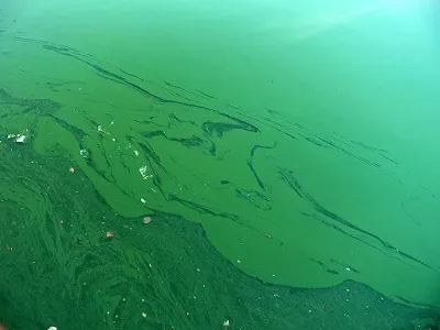 A picture showing lake with overgrown spirulina