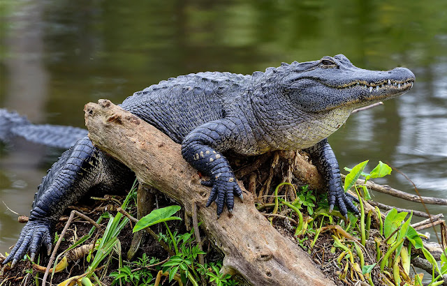 Learn how to identify crocodiles, alligators, gharials, false gharials, and caimans. Explore their features, habitats, and where they live across the globe.
