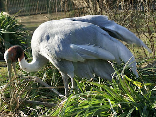 Grue antigone - Grus antigone - Ardea antigone