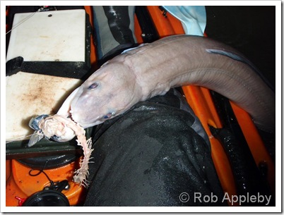 Conger eel