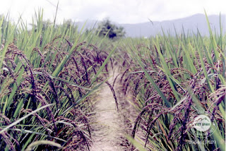 gao-nep-cam-bo-huyet-me-thuc-pham-den-bo-duong