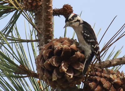 Photo of Downy Woodpecker