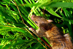 Cara Membuat Jebakan Tikus Sawah yang Jitu - My Budidaya 