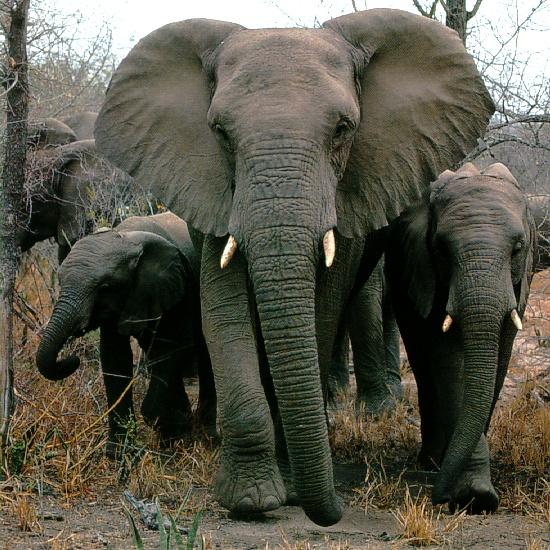 pictures of elephants in africa