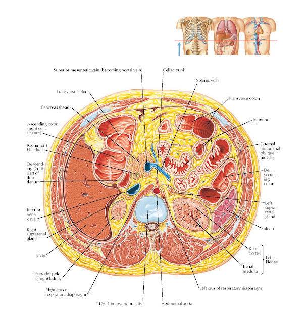 Cross Section at T12–L1, Intervertebral Disc Anatomy