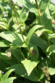 Penstemon glaber var. alpinus - Penstemon alpinus