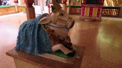 Hindu Cow