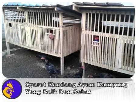 Syarat Kandang Ayam Kampung Yang Baik Dan Sehat