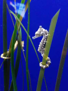 A baby seahorse at Ripley's Aquarium.