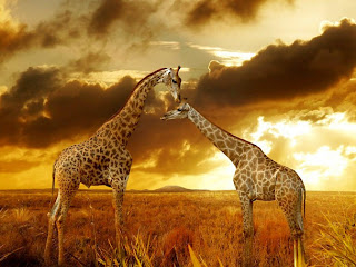 Giraffe Wallpapers