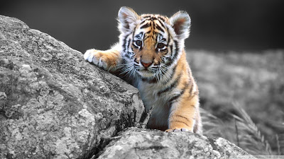 Tiger Wallpapers 