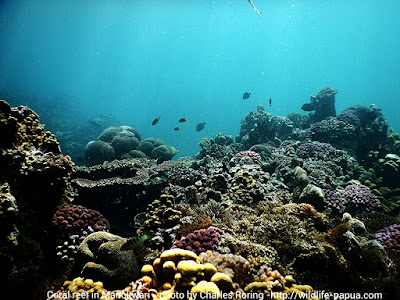 Affordable snorkeling tours with Charles Roring in West Papua