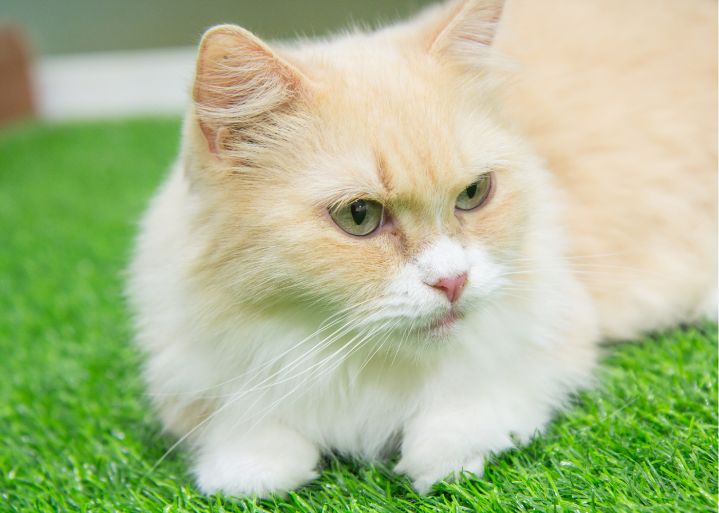 long haired munchkin cat