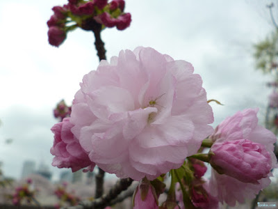 八重桜と花蜘蛛