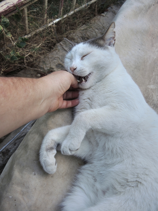 Malta: een vissersdorpje vol met katten