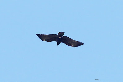 "Black Eagle - rare visitor, gracing the Mount ABu sky."