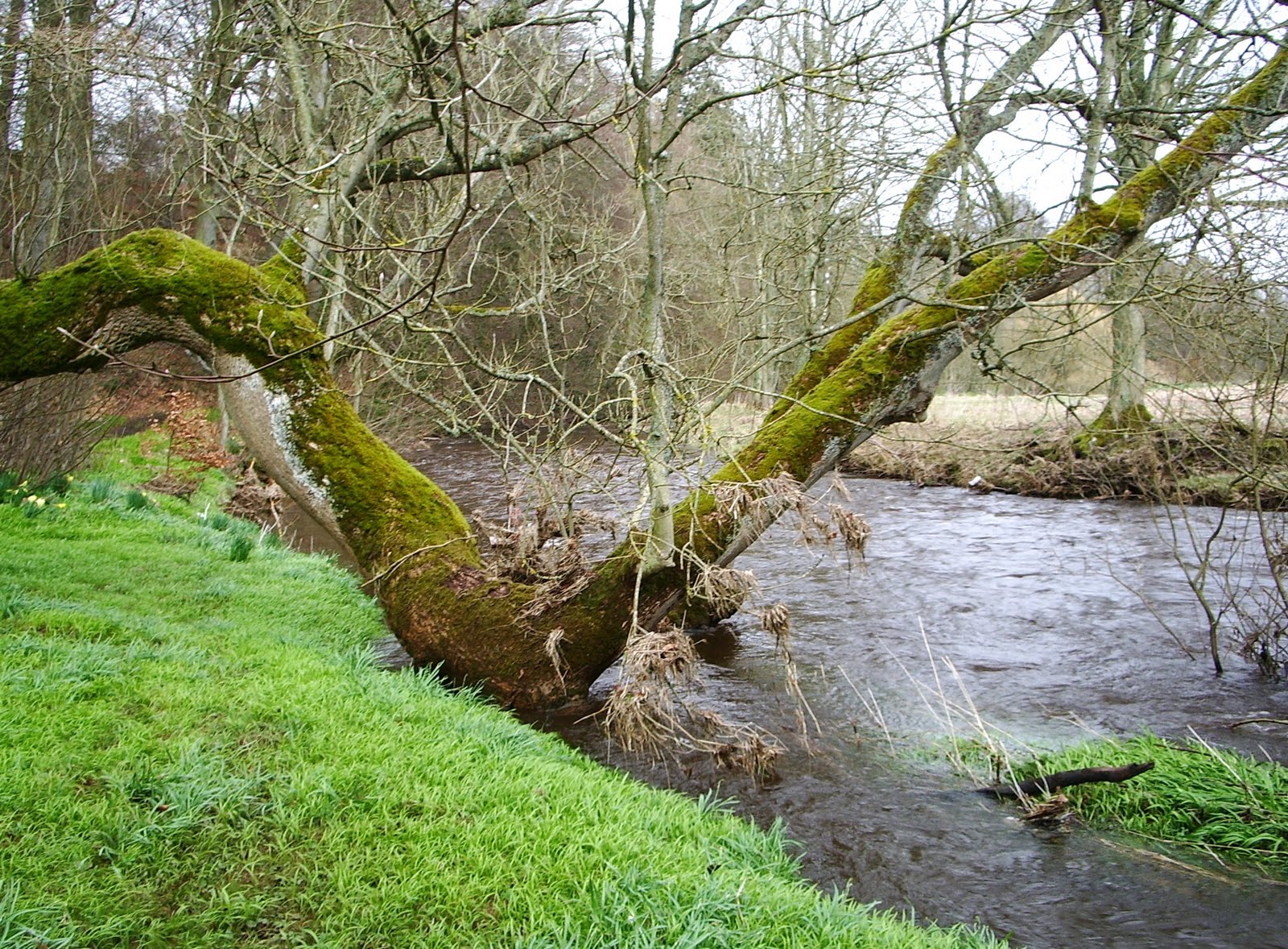 This ash tree must have been