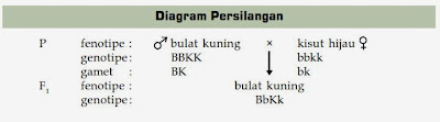 Materi Biologi : Pola-Pola Hereditas